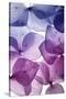 Colorful Flower Petal Closeup-maaram-Stretched Canvas