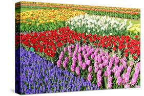 Colorful Flowerbeds with Tulips, Grape Hyacinths, Hyacinths and Daffodils in Spring Garden 'Keukenh-dzain-Stretched Canvas