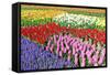 Colorful Flowerbeds with Tulips, Grape Hyacinths, Hyacinths and Daffodils in Spring Garden 'Keukenh-dzain-Framed Stretched Canvas