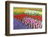 Colorful Flowerbeds with Tulips, Grape Hyacinths, Hyacinths and Daffodils in Spring Garden 'Keukenh-dzain-Framed Photographic Print