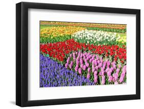 Colorful Flowerbeds with Tulips, Grape Hyacinths, Hyacinths and Daffodils in Spring Garden 'Keukenh-dzain-Framed Photographic Print
