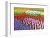 Colorful Flowerbeds with Tulips, Grape Hyacinths, Hyacinths and Daffodils in Spring Garden 'Keukenh-dzain-Framed Photographic Print