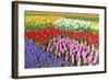 Colorful Flowerbeds with Tulips, Grape Hyacinths, Hyacinths and Daffodils in Spring Garden 'Keukenh-dzain-Framed Photographic Print