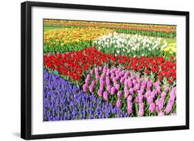 Colorful Flowerbeds with Tulips, Grape Hyacinths, Hyacinths and Daffodils in Spring Garden 'Keukenh-dzain-Framed Photographic Print