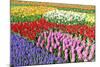 Colorful Flowerbeds with Tulips, Grape Hyacinths, Hyacinths and Daffodils in Spring Garden 'Keukenh-dzain-Mounted Photographic Print