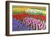 Colorful Flowerbeds with Tulips, Grape Hyacinths, Hyacinths and Daffodils in Spring Garden 'Keukenh-dzain-Framed Photographic Print