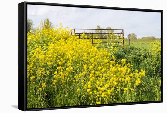 Colorful Flowering Field Mustard-Ruud Morijn-Framed Stretched Canvas
