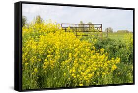 Colorful Flowering Field Mustard-Ruud Morijn-Framed Stretched Canvas