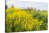 Colorful Flowering Field Mustard-Ruud Morijn-Stretched Canvas