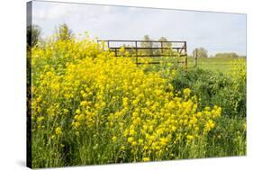 Colorful Flowering Field Mustard-Ruud Morijn-Stretched Canvas