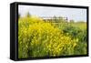 Colorful Flowering Field Mustard-Ruud Morijn-Framed Stretched Canvas