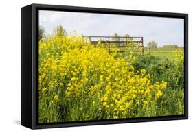 Colorful Flowering Field Mustard-Ruud Morijn-Framed Stretched Canvas