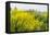 Colorful Flowering Field Mustard-Ruud Morijn-Framed Stretched Canvas