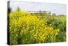 Colorful Flowering Field Mustard-Ruud Morijn-Stretched Canvas