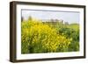 Colorful Flowering Field Mustard-Ruud Morijn-Framed Photographic Print