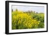 Colorful Flowering Field Mustard-Ruud Morijn-Framed Photographic Print