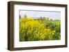 Colorful Flowering Field Mustard-Ruud Morijn-Framed Photographic Print