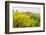 Colorful Flowering Field Mustard-Ruud Morijn-Framed Photographic Print