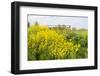 Colorful Flowering Field Mustard-Ruud Morijn-Framed Photographic Print