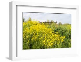 Colorful Flowering Field Mustard-Ruud Morijn-Framed Photographic Print