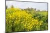 Colorful Flowering Field Mustard-Ruud Morijn-Mounted Photographic Print