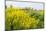 Colorful Flowering Field Mustard-Ruud Morijn-Mounted Photographic Print
