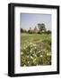 Colorful Flowers Bloom in the Garden Chahar Bagh-Roberto Moiola-Framed Photographic Print