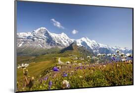 Colorful flowers framing Mount Eiger Mannlichen Grindelwald Bernese Oberland Canton of Berne Switze-ClickAlps-Mounted Photographic Print