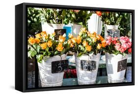 Colorful Flowers in A Flower Shop on A Market-Curioso Travel Photography-Framed Stretched Canvas