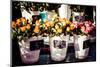 Colorful Flowers in A Flower Shop on A Market-Curioso Travel Photography-Mounted Photographic Print