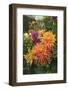 Colorful flowers in a garden on Vancouver Island, British Columbia, Canada.-Stuart Westmorland-Framed Photographic Print