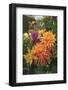 Colorful flowers in a garden on Vancouver Island, British Columbia, Canada.-Stuart Westmorland-Framed Photographic Print