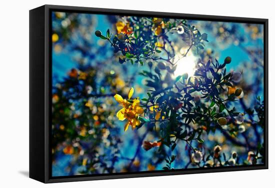 Colorful Flowers in Arizona-null-Framed Stretched Canvas