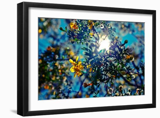 Colorful Flowers in Arizona-null-Framed Photo