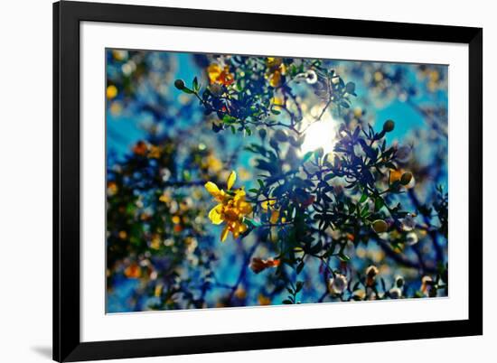 Colorful Flowers in Arizona-null-Framed Photo