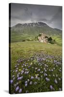 Colorful flowers in bloom frame the medieval village, Castelluccio di Norcia, Umbria, Italy-Roberto Moiola-Stretched Canvas