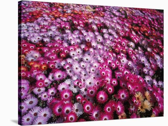 Colorful Flowers in Iceland-Arctic-Images-Stretched Canvas