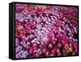 Colorful Flowers in Iceland-Arctic-Images-Framed Stretched Canvas