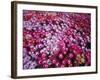 Colorful Flowers in Iceland-Arctic-Images-Framed Photographic Print