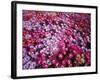 Colorful Flowers in Iceland-Arctic-Images-Framed Photographic Print