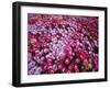 Colorful Flowers in Iceland-Arctic-Images-Framed Photographic Print