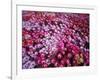 Colorful Flowers in Iceland-Arctic-Images-Framed Photographic Print