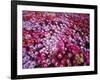 Colorful Flowers in Iceland-Arctic-Images-Framed Photographic Print