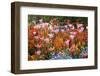 Colorful Flowers in St. James's Park-Gideon Mendel-Framed Photographic Print