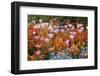 Colorful Flowers in St. James's Park-Gideon Mendel-Framed Photographic Print