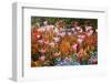 Colorful Flowers in St. James's Park-Gideon Mendel-Framed Photographic Print