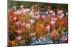 Colorful Flowers in St. James's Park-Gideon Mendel-Mounted Photographic Print