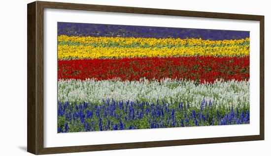 Colorful flowers in the lavender farm, Furano, Hokkaido, Japan-Keren Su-Framed Photographic Print