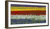 Colorful flowers in the lavender farm, Furano, Hokkaido, Japan-Keren Su-Framed Photographic Print