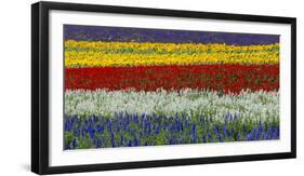 Colorful flowers in the lavender farm, Furano, Hokkaido, Japan-Keren Su-Framed Photographic Print